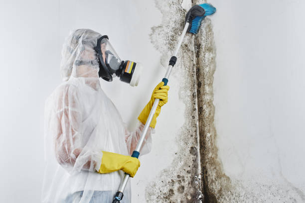 Trusted Hackleburg, AL Mold Removal Services Experts